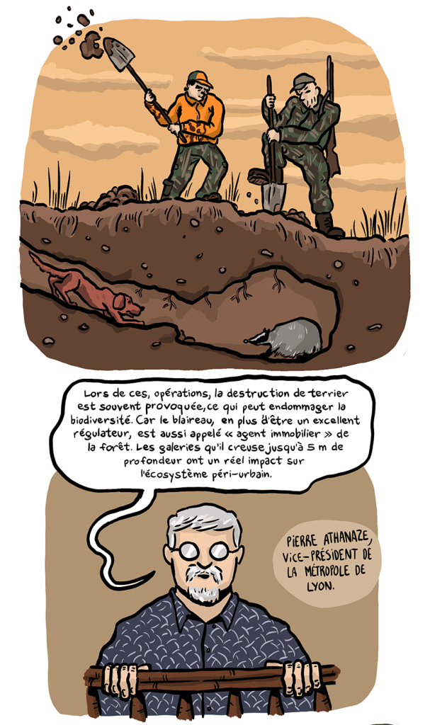 BD reportage de Nicolas Breban sur le Blaireau dans L'Arrière-Cour - 04