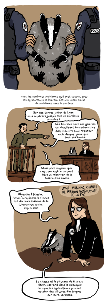 BD reportage de Nicolas Breban sur le Blaireau dans L'Arrière-Cour - 02