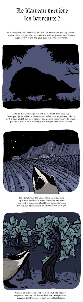 BD reportage de Nicolas Breban sur le Blaireau dans L'Arrière-Cour - 01