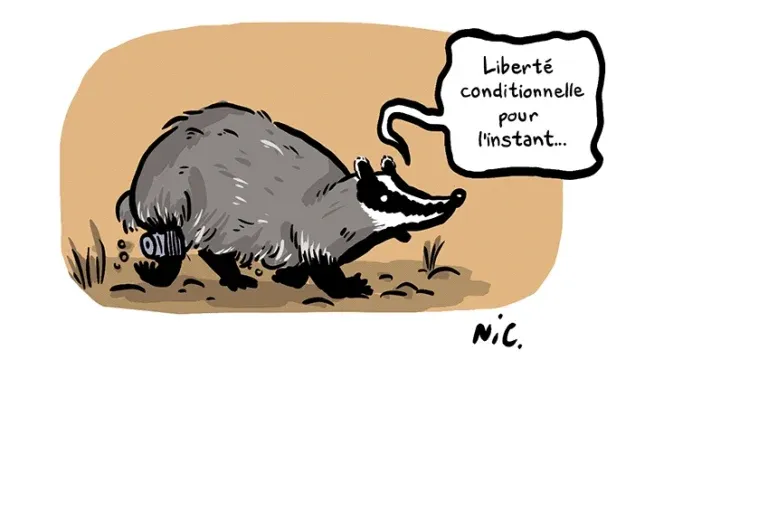 blaireau7